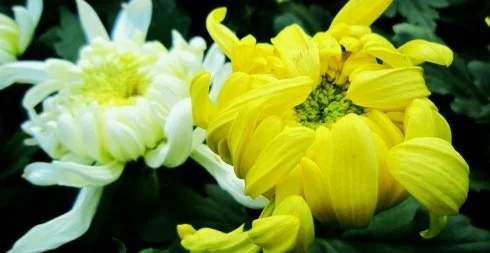 悼念父亲的经典古诗句文案