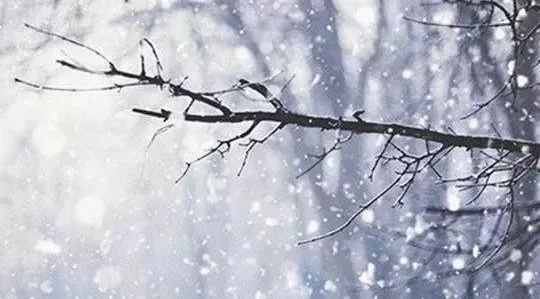 形容雪落满树枝的诗句文案
