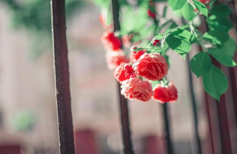 蔷薇花语录文案唯美古风