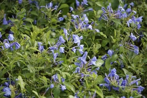 经典语句文案花花世界