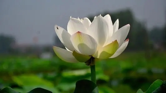 讽刺白莲花的句子文案