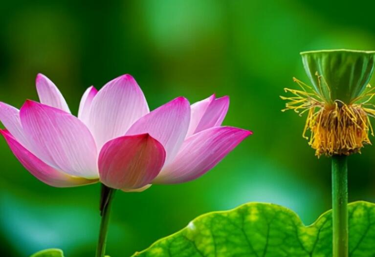 感悟生活的唯美句子文案