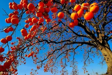 秋天丰收的景象的句子文案