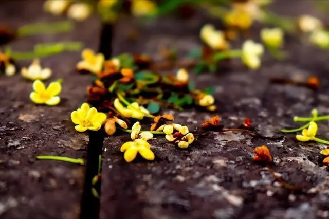 组织活动唯美句子文案