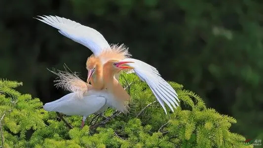 关于鸟的爱情句子文案
