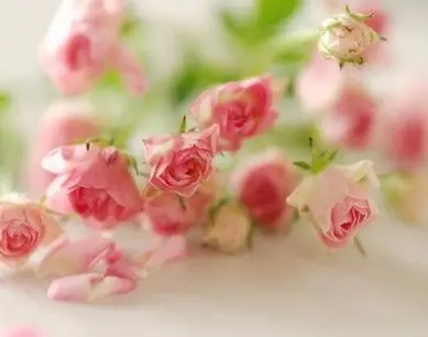 简短很美的经典语录文案