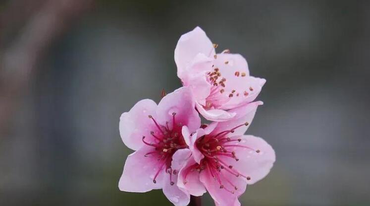 描写春天桃花的优美句子文案