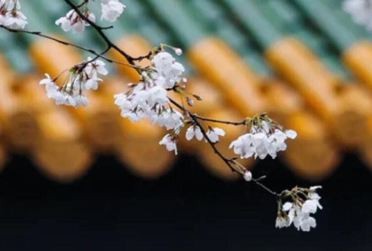 适合发说说的古风句子文案伤感