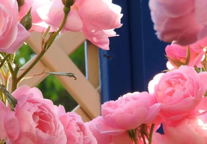 描写满院花香句子文案