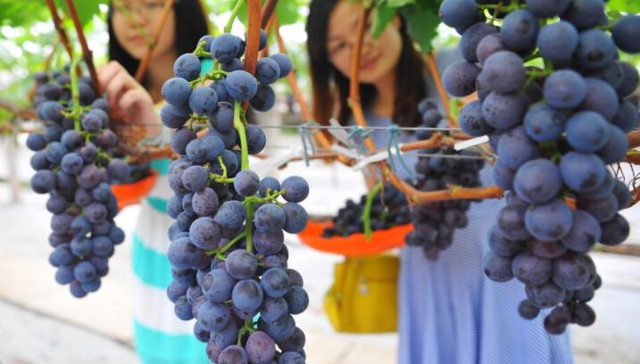 采摘的心情说说文案