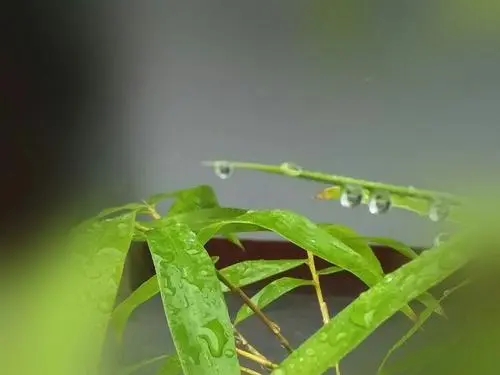 立夏的唐宋诗词