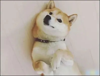 晒自己的宠物的说说文案