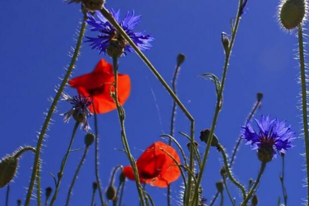 安慰节哀顺变的短句