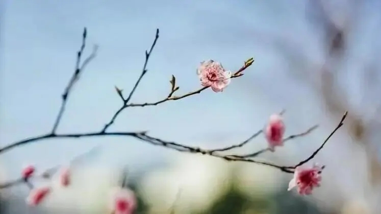 春天的优雅句子文案短句