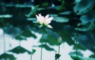 人生太多无奈和心酸心情说说文案