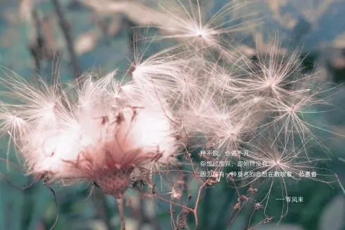关于等风来的唯美句子文案