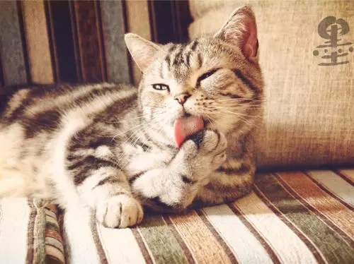 人对宠物情感的句子文案