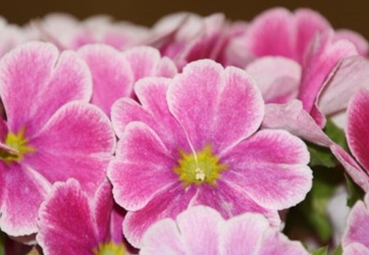 最暖心的早上好问候图片