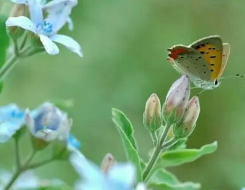 5个春天的句子文案每句10个字