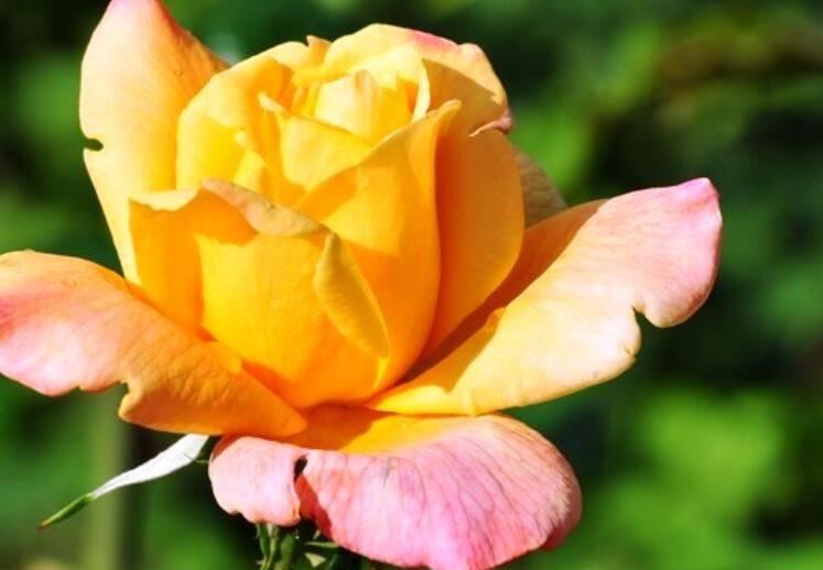 女人励志的话唯美句子文案早安