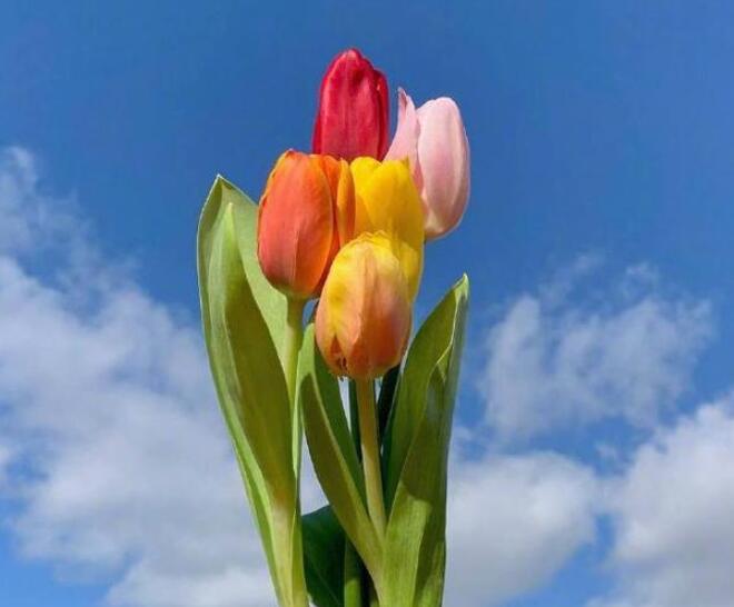 2024年最美早安心语