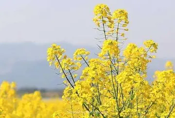 油菜花说说文案10个字
