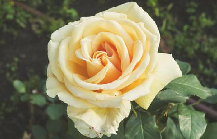 大自然净化心灵的句子文案