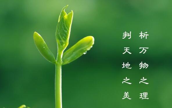 描写植物的优美句子文案短一点