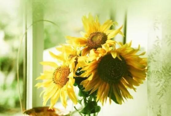 2024年正能量早安朋友圈