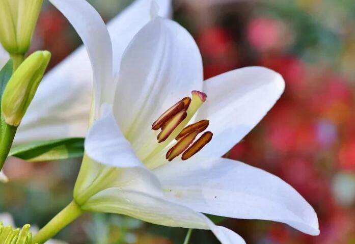 用一句话赞美百合花