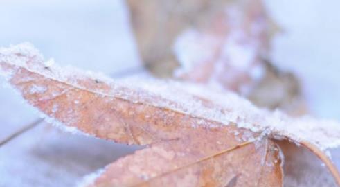 描写霜降节气的古诗