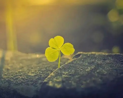 平淡人生的短句子文案