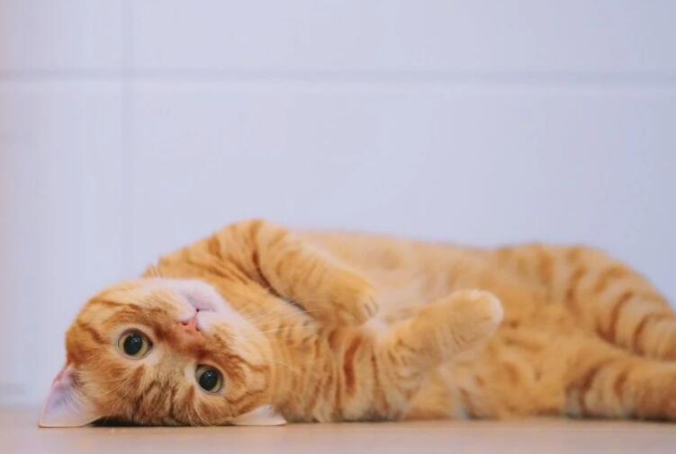 朋友圈晒猫搞笑句子文案