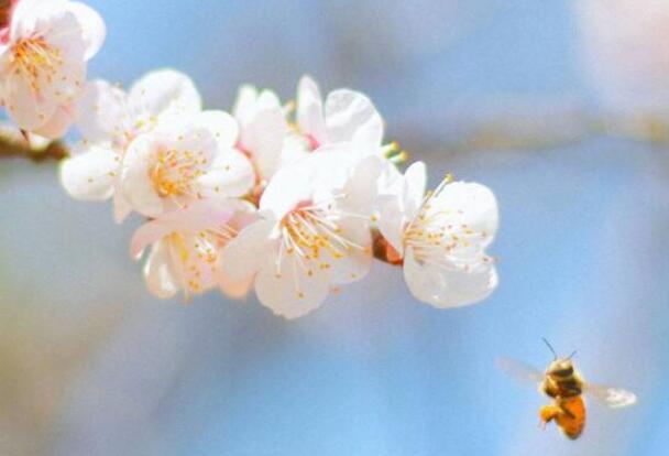 下雪的古诗词浪漫