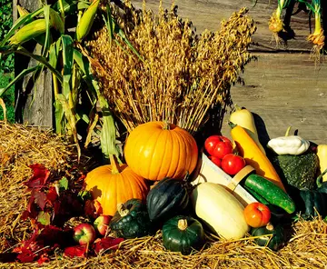 秋天丰收的景象的句子文案