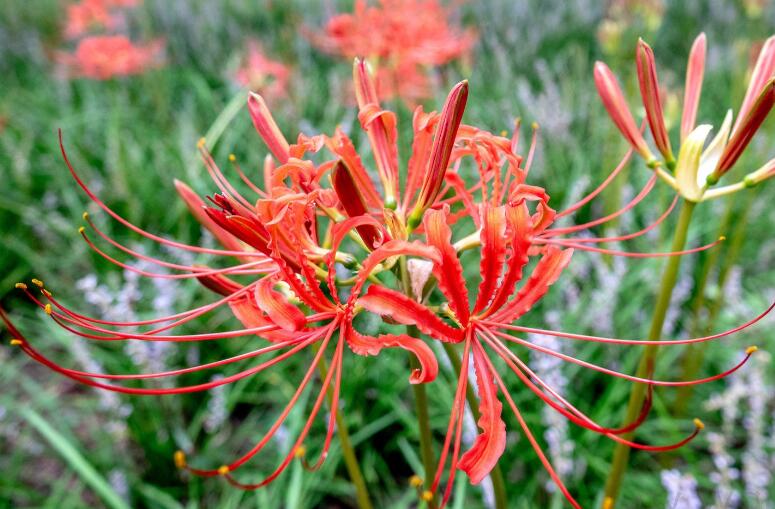 彼岸花个性签名伤感句子文案