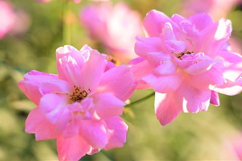 给中年女人早安的情话文案