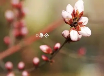 冬字古诗词飞花令