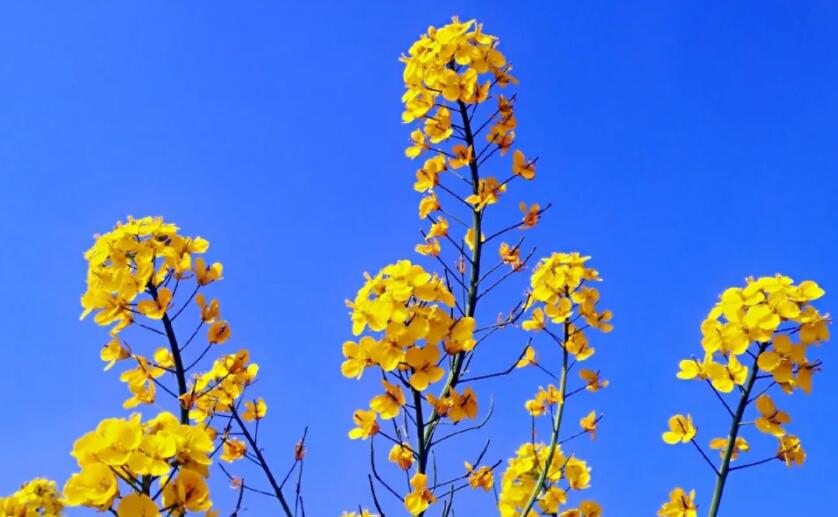 春天看油菜花的说说文案