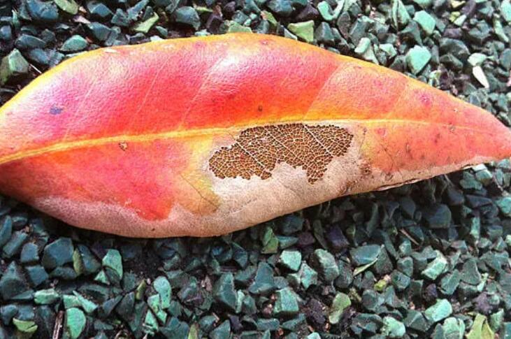 想死的心情说说文案