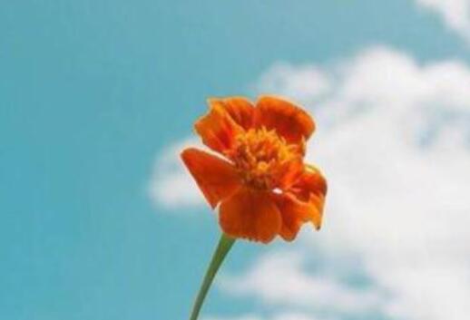 花的绽放励志句子文案