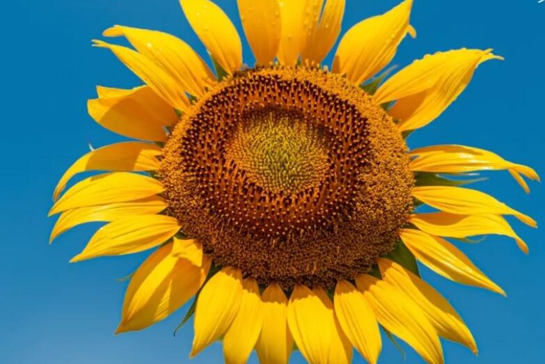 早安心语2024问候语