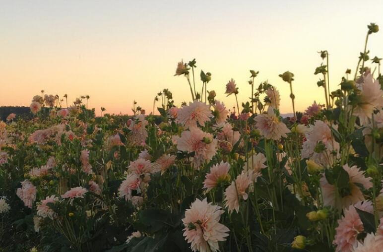 别人秀恩爱怎么神评论