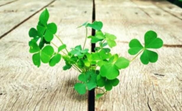 那些经历现实的短句