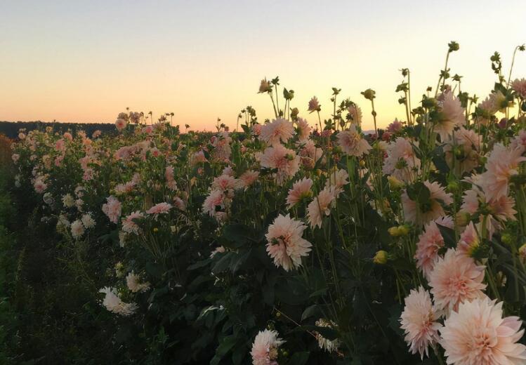 生活简单美好的签名