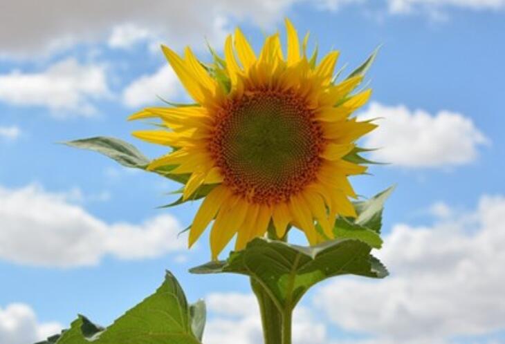 爱情悲伤的句子文案说说心情