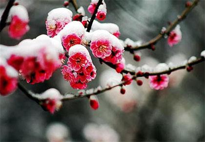 描写梅花的优美段落