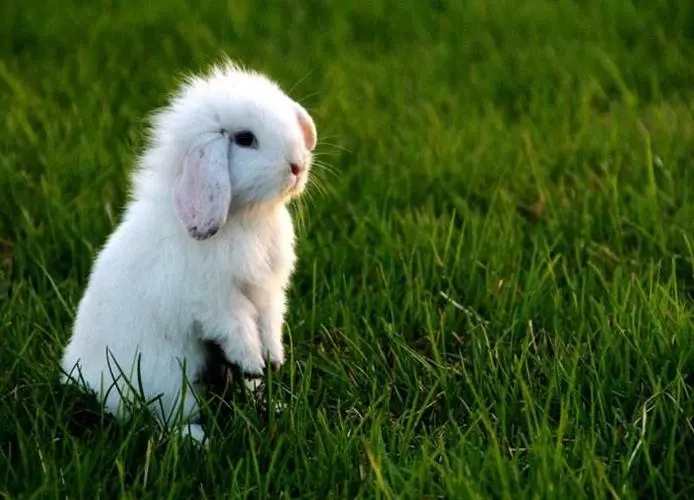 关于动物的句子文案