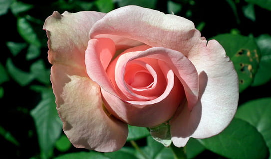 对情人思念失眠的说说文案