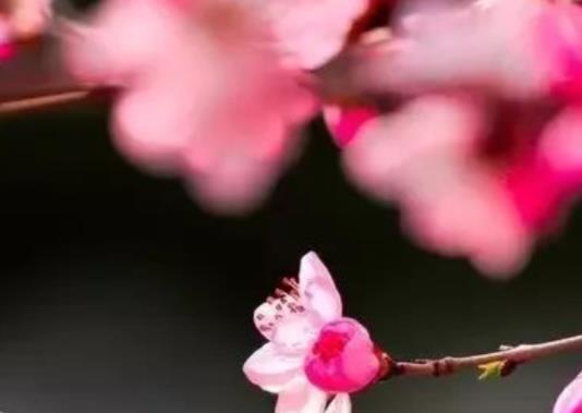 表达默默陪伴的古诗词